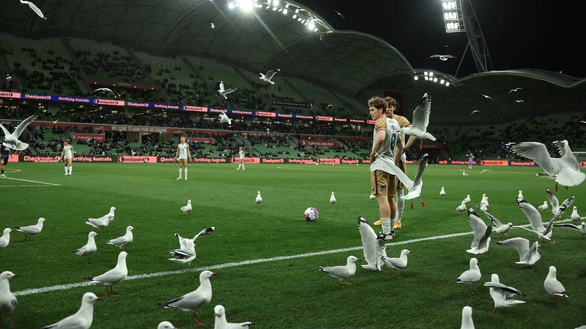 Galebovi zaustavili utakmicu u Australiji u 90. minuti